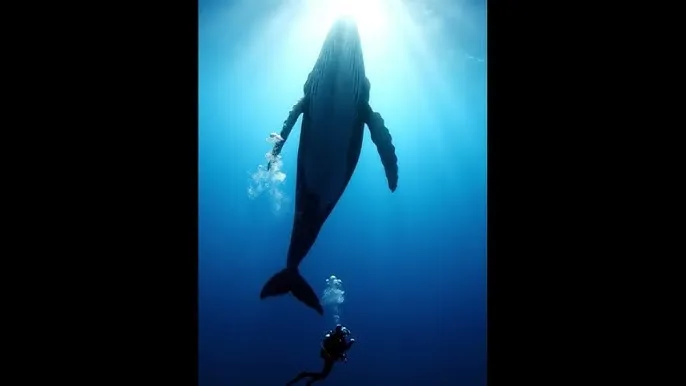 贰佰信息网视频仙踪林 - 深蓝星球：探索海洋深处的未知世界